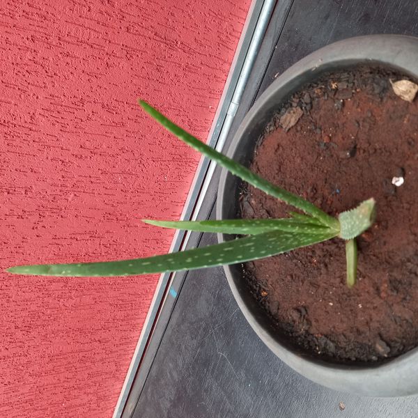 Identificação da planta Babosa por foto
