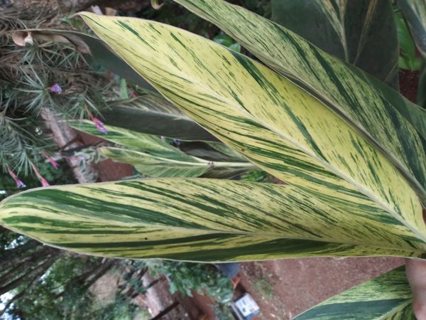 Identificação da planta Colônia por foto