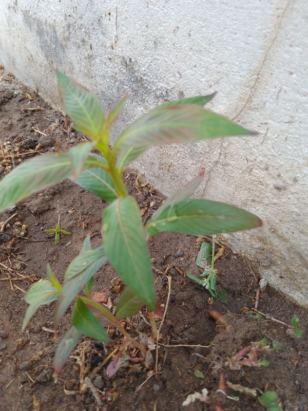Identificação da planta Erva-de-santa-luzia por foto