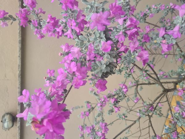 Identificação da planta Sálvia-do-Texas por foto