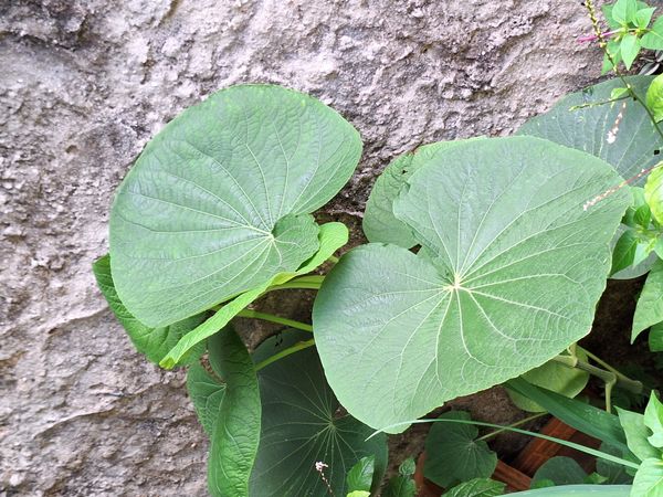 Identificação da planta Capeba por foto