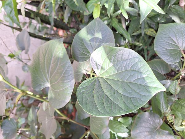 Identificação da planta Amazônia por foto