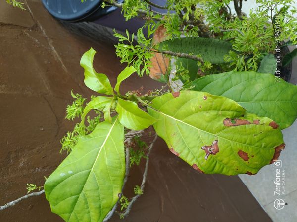 Identificação da planta Abacate por foto