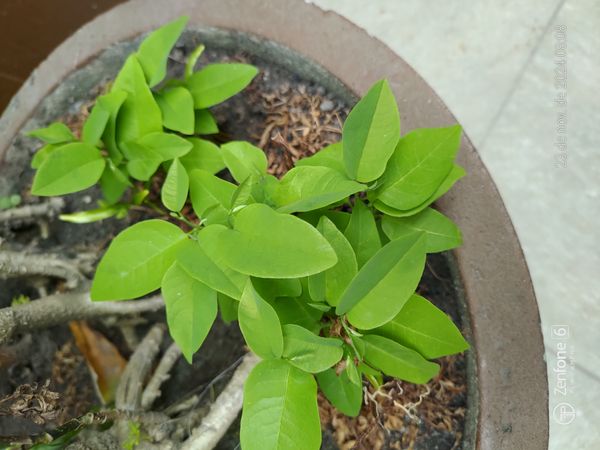 Identificação da planta Fruta-do-conde por foto