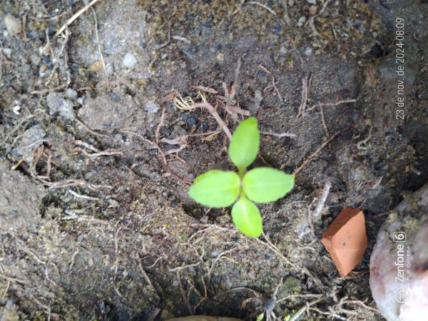 Identificação da planta Cipó-uva por foto