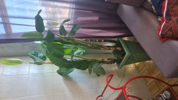 Identificação da planta Comigo-ninguém-pode por foto