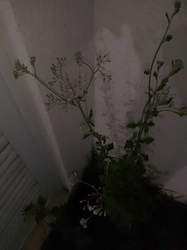 Identificação da planta Mentrasto por foto