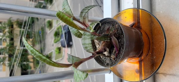 Identificação da planta Planta-pérola por foto
