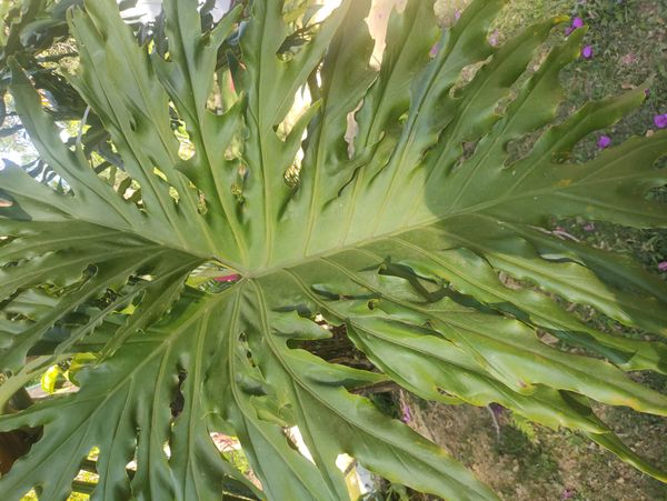 Identificação da planta Guaimbê por foto