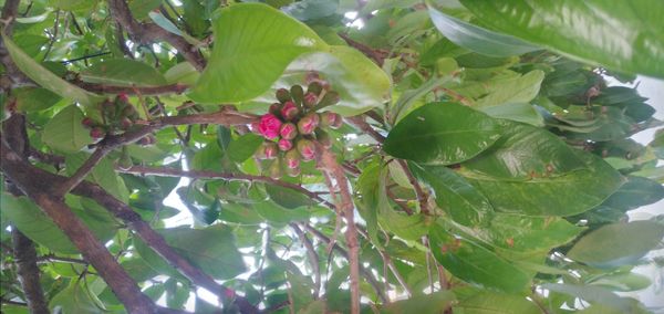 Identificação da planta Jambo por foto