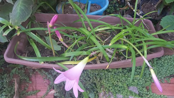 Identificação da planta Lírio-do-brejo por foto