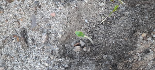 Identificação da planta Ebano por foto