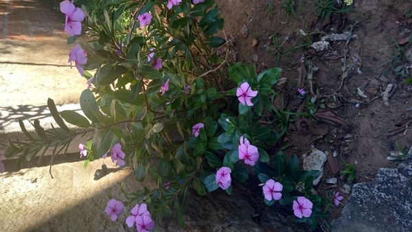 Identificação da planta Vinca por foto