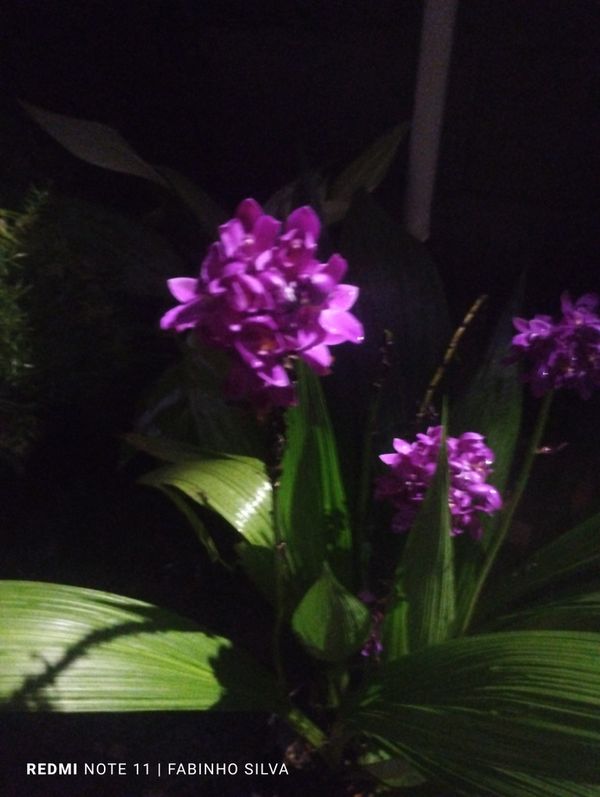 Identificação da planta Orquídea grapete por foto