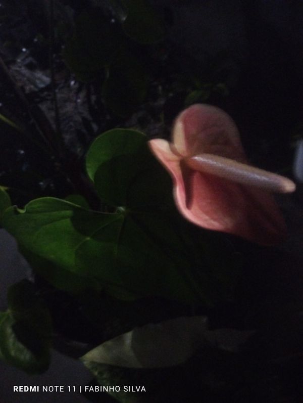 Identificação da planta Antúrio por foto