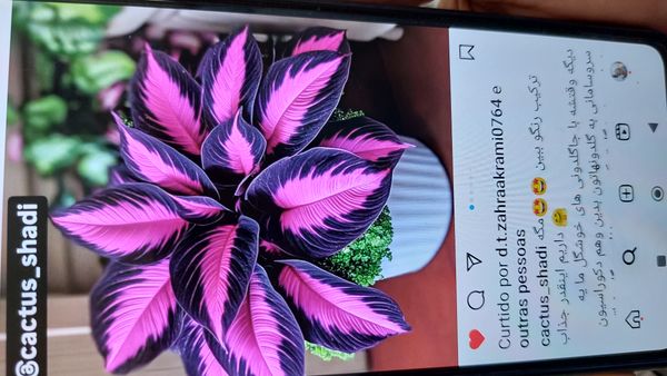 Identificação da planta Maranta por foto