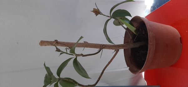 Identificação da planta Ora-pro-nóbis por foto