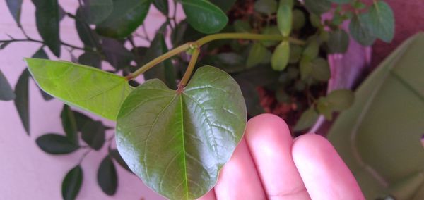 Identificação da planta Feijão por foto