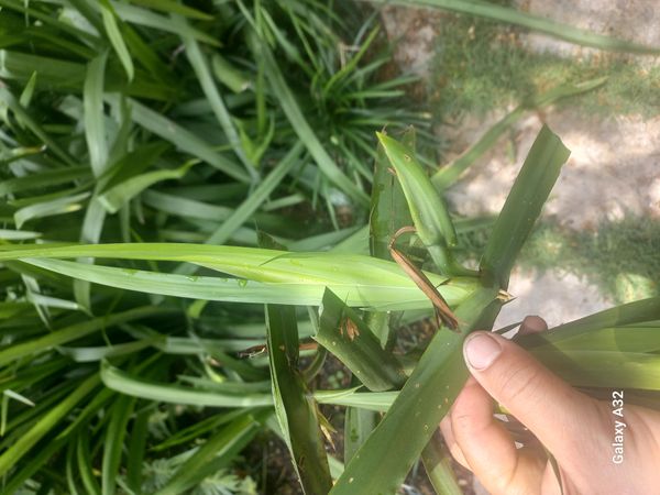Identificação da planta Íris da Praia por foto