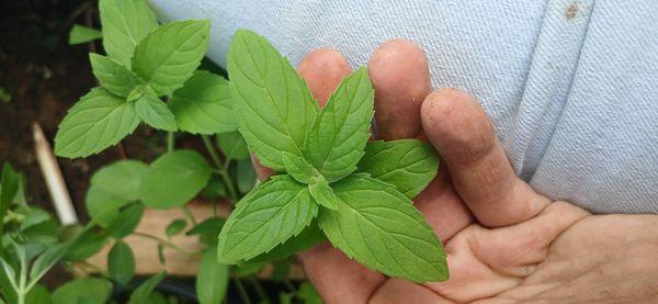 Identificação da planta Hortelã por foto