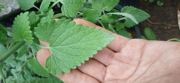 Identificação da planta Erva de Gato por foto