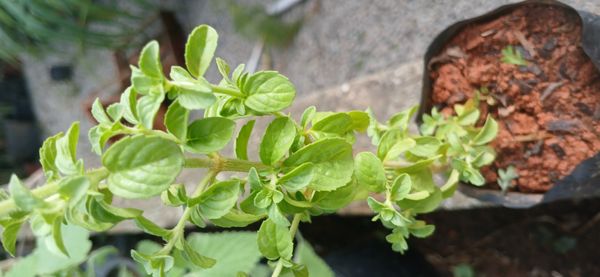 Identificação da planta Hortelã-pimenta por foto