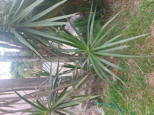 Identificação da planta Pleomele por foto