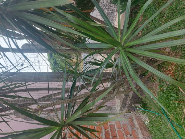 Identificação da planta Pleomele por foto