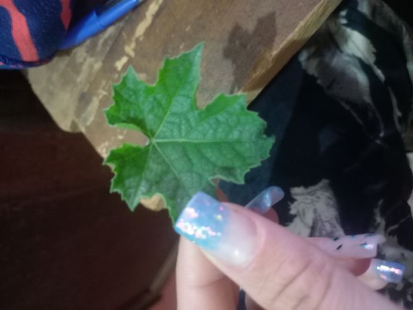 Identificação da planta Bucha por foto