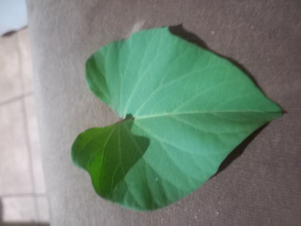 Identificação da planta Batata-doce por foto