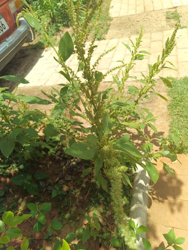 Identificação da planta Caruru por foto