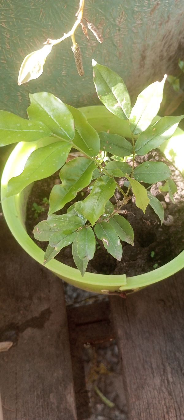 Identificação da planta Angelim-saia por foto