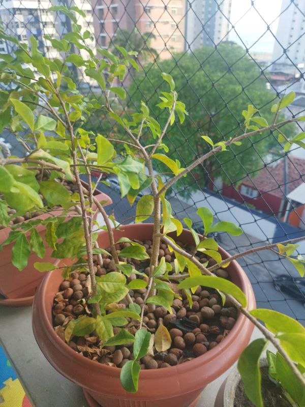 Identificação da planta Acerola por foto