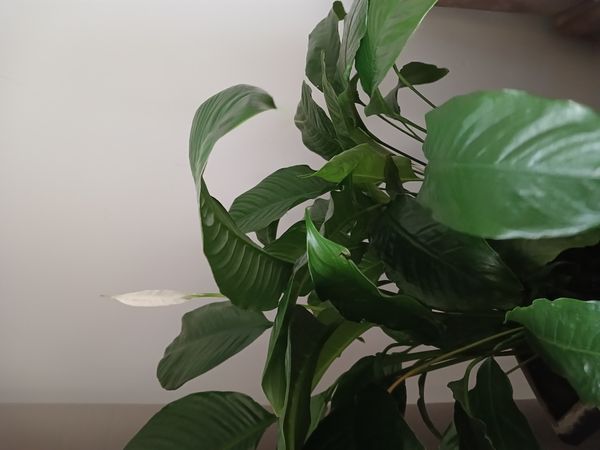 Identificação da planta Lírio-da-paz por foto