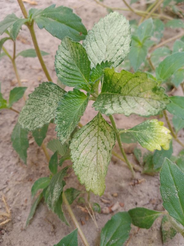 Identificação da planta Chanana por foto