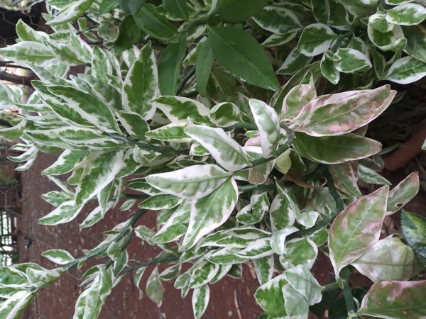 Identificação da planta Dois Amores por foto