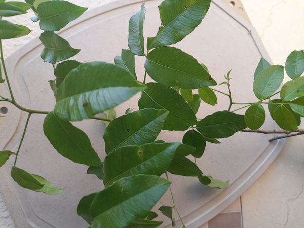 Identificação da planta Cajá-manga por foto