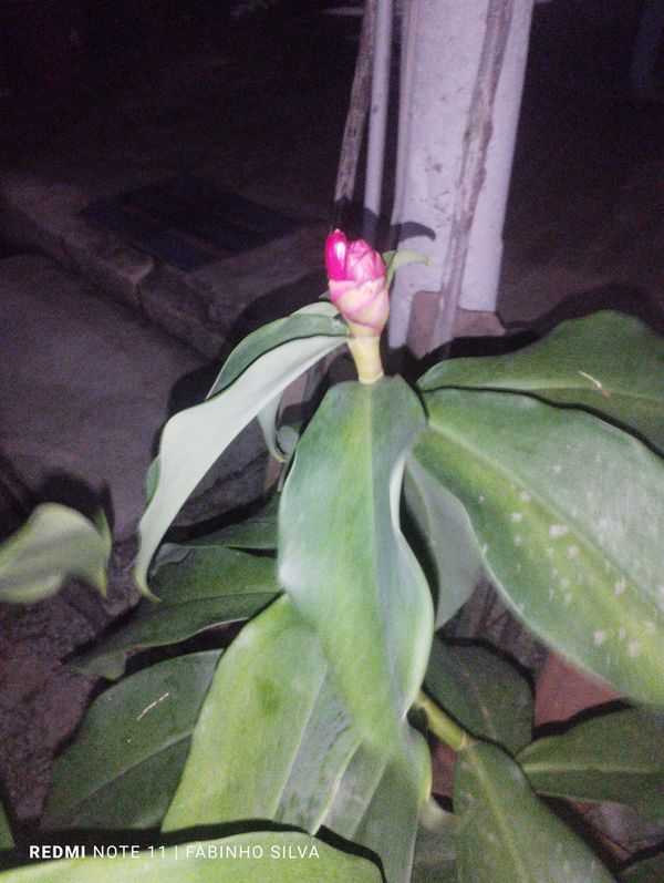 Identificação da planta Cana-do-brejo por foto