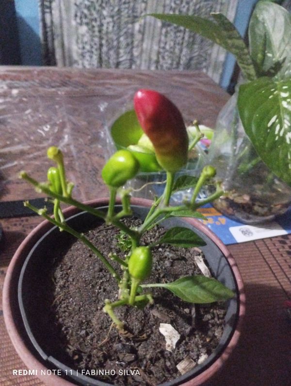 Identificação da planta Pimenta por foto