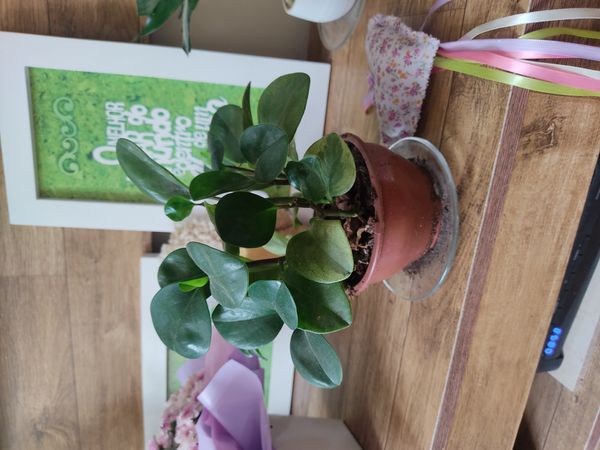 Identificação da planta Peperomia limão por foto