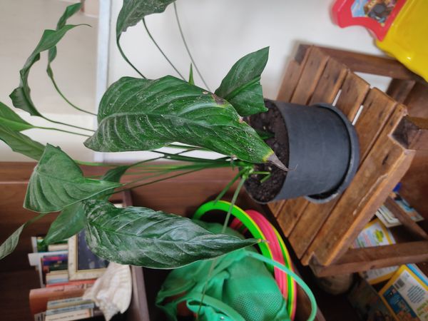 Identificação da planta Lírio-da-paz por foto