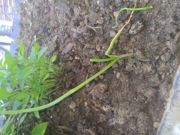 Identificação da planta Alho por foto
