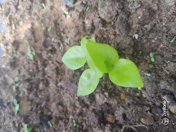Identificação da planta Pitanga por foto