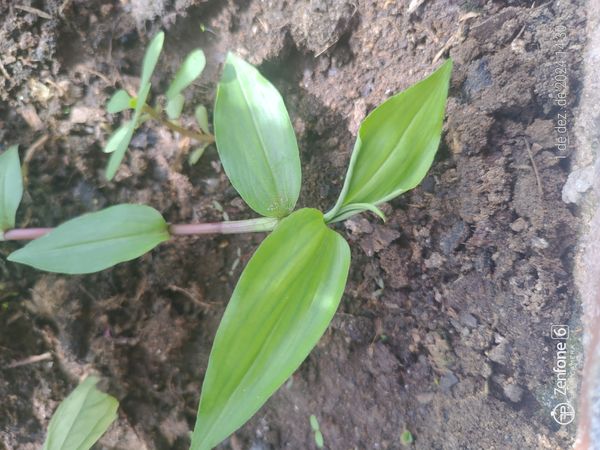 Identificação da planta Trapoeraba por foto