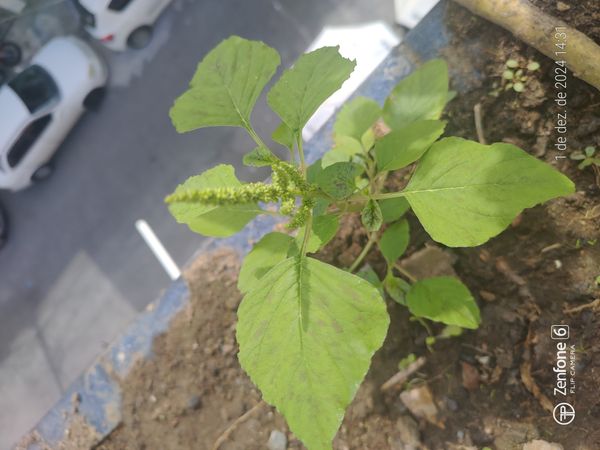 Identificação da planta Bredo por foto