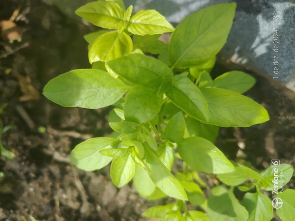 Identificação da planta Manjericão por foto