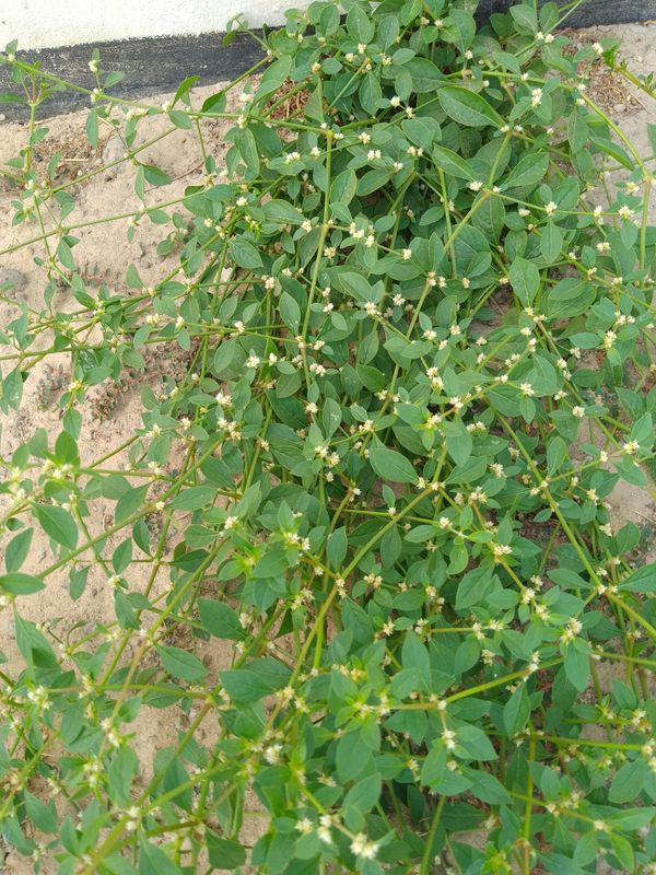 Identificação da planta Bredo por foto
