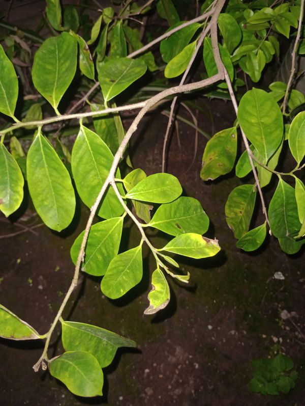 Identificação da planta Graviola por foto
