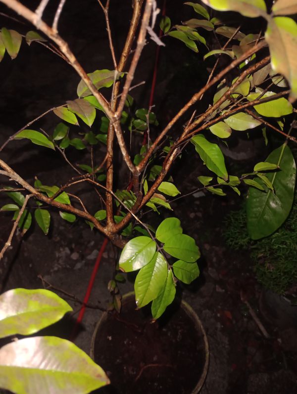 Identificação da planta Pedra-ume-caá por foto