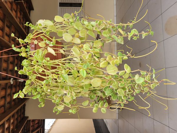 Identificação da planta Oriri por foto